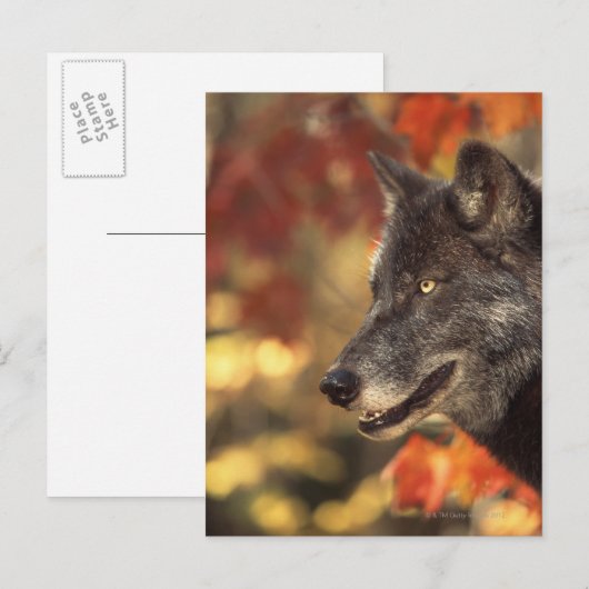 Wolf 2 postkarte (Vorne/Hinten)