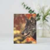 Wolf 2 postkarte (Stehend Vorderseite)