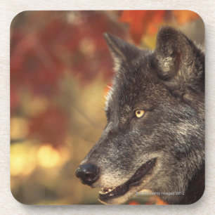Wolf 2 untersetzer