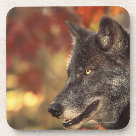Wolf 2 untersetzer (Vorderseite)