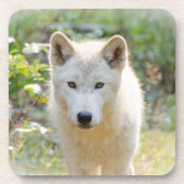 Wolf Animal Art, Kanadische Wildtiere Getränkeuntersetzer (Vorderseite)