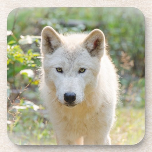 Wolf Animal Art, Kanadische Wildtiere Getränkeuntersetzer (Vorderseite)