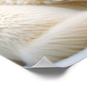 Wolf Animal Nature Wildlife Zuneigung Gekümmert Poster (Ecke)