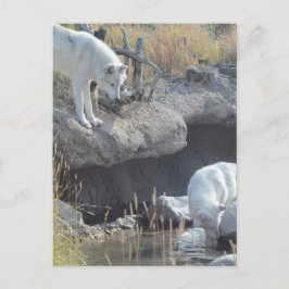 Wolf Animals Peace Liebe Naturpark Wölfe Destiny Postkarte