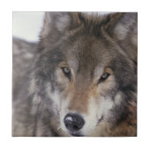 Wolf-Anstarren Fliese (Vorderseite)