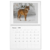 Wolf Art Kalender (Feb 2026)