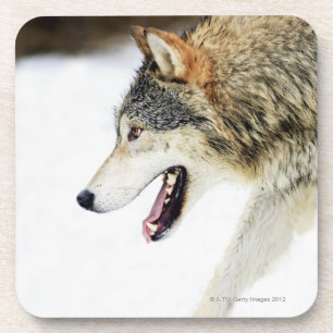 Wolf auf dem Prowl Getränkeuntersetzer