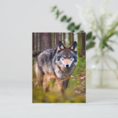 Wolf auf der Waldpostkarte Postkarte (Stehend Vorderseite)