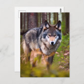 Wolf auf der Waldpostkarte Postkarte (Vorne/Hinten)