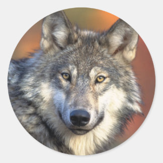 Wolf-Aufkleber Runder Aufkleber