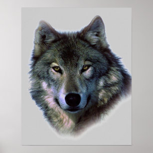 Wolf Auge Kunst Poster Zazzle De