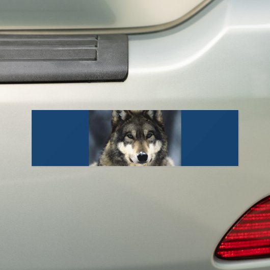 Wolf Autoaufkleber (Auf Auto)