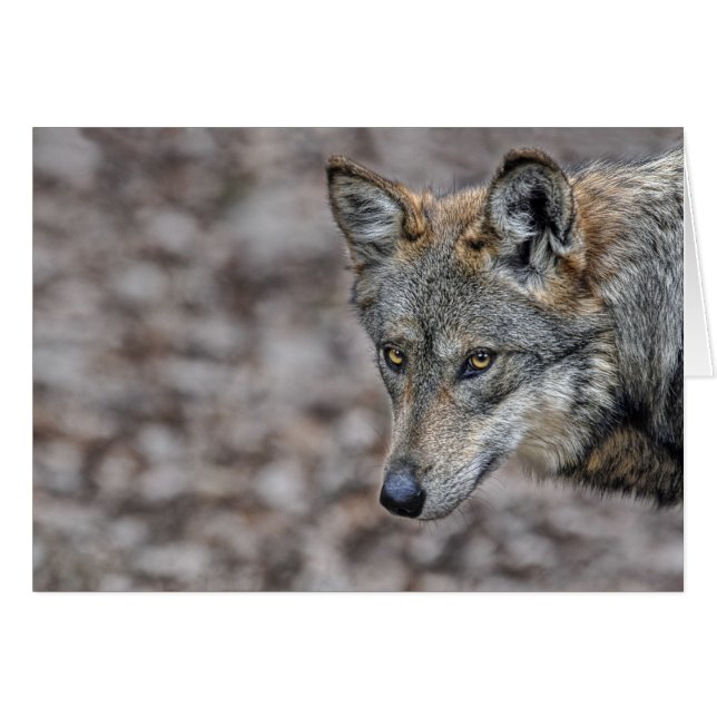 Wolf-Blick-Karte (Vorderseite (Horizontal))