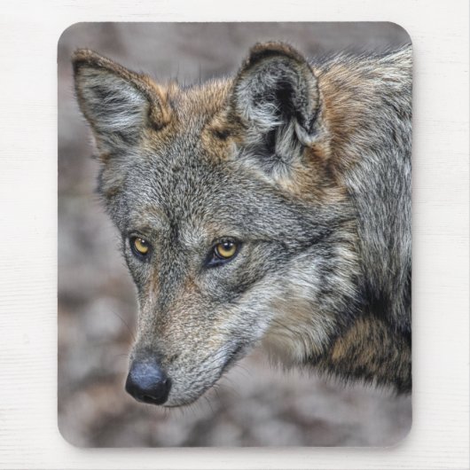 Wolf-Blick-nahes hohes Mousepad (Vorne)