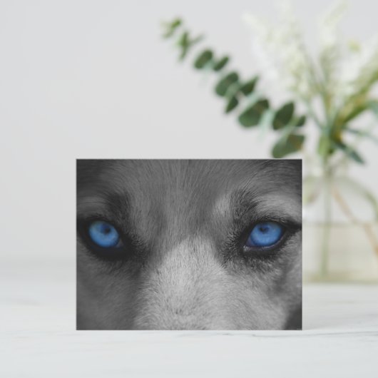 Wolf Blue Eyes Gothic Fantasy Postkarte (Stehend Vorderseite)