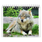 Wolf Calendar Kalender (Titelbild)