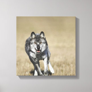 Wolf (Canis Lupus), der auf die Kamera läuft Leinwanddruck
