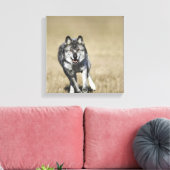 Wolf (Canis Lupus), der auf die Kamera läuft Leinwanddruck (Insitu (Wohnzimmer))