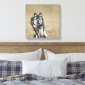 Wolf (Canis Lupus), der auf die Kamera läuft Leinwanddruck (Insitu (Schlafzimmer))