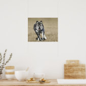 Wolf (Canis Lupus), der auf die Kamera läuft Poster (Küche)
