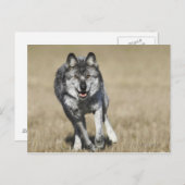 Wolf (Canis Lupus), der auf die Kamera läuft Postkarte (Vorne/Hinten)