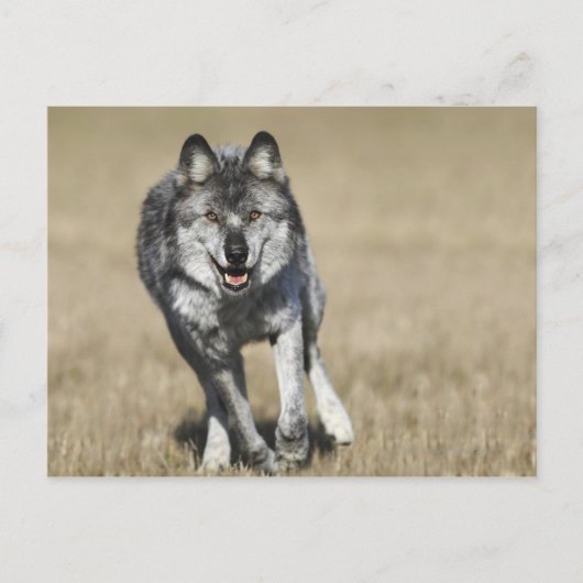 Wolf (Canis Lupus), der auf die Kamera läuft Postkarte (Vorderseite)