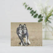 Wolf (Canis Lupus), der auf die Kamera läuft Postkarte (Stehend Vorderseite)
