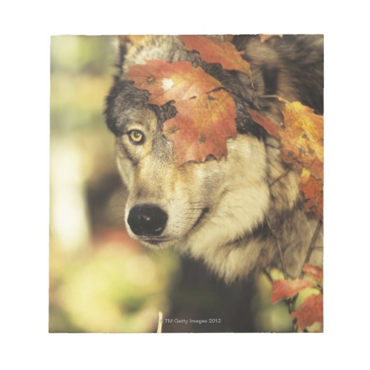 Wolf (Canis lupus) | Farbe des Herbstes Notizblock (Vorderseite)