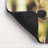 Wolf (Canis lupus), Headshot, Herbstfarbe, Mousepad (Ecke)