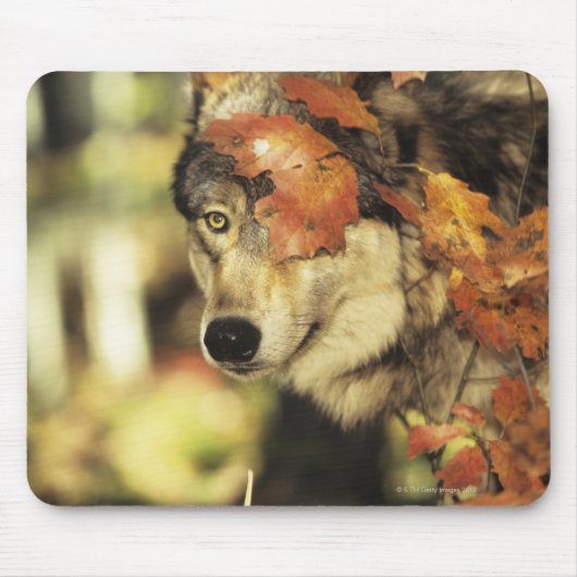 Wolf (Canis lupus), Headshot, Herbstfarbe, Mousepad (Vorne)