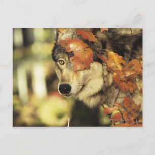 Wolf (Canis lupus), Headshot, Herbstfarbe, Postkarte