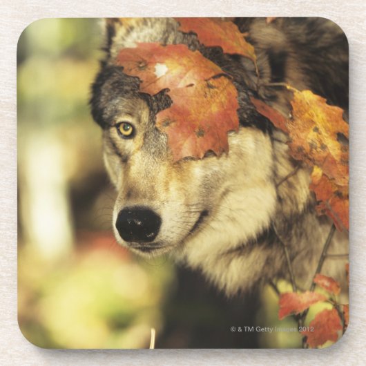 Wolf (Canis Lupus), Headshot, mit Herbstfarbe, Getränkeuntersetzer (Vorderseite)