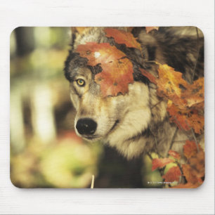 Wolf (Canis Lupus), Headshot, mit Herbstfarbe, Mousepad