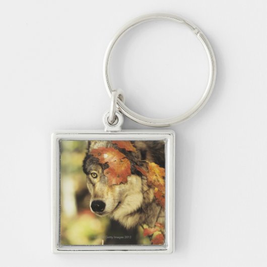 Wolf (Canis Lupus), Headshot, mit Herbstfarbe, Schlüsselanhänger (Vorne)