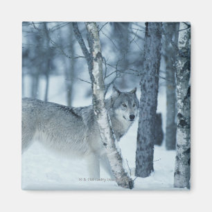 Wolf (Canis lupus) im Winter Magnet