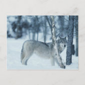 Wolf (Canis lupus) im Winter Postkarte (Vorderseite)