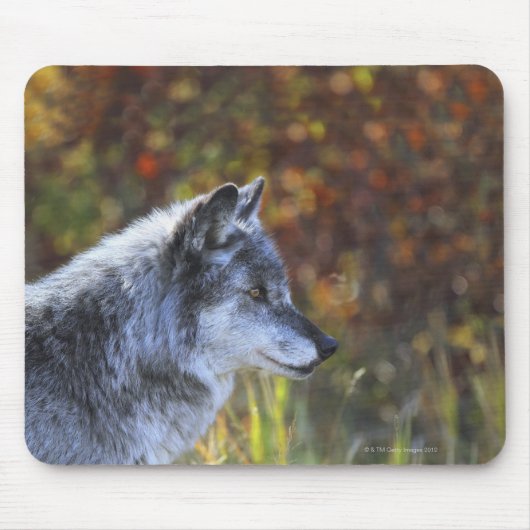 Wolf (Canis Lupus) Mousepad (Vorne)