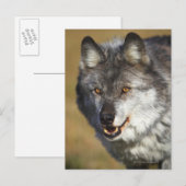 Wolf (Canis Lupus) Postkarte (Vorne/Hinten)