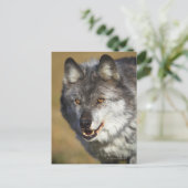 Wolf (Canis Lupus) Postkarte (Stehend Vorderseite)