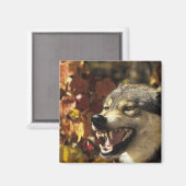 Wolf (Canis lupus), Schnauze, mit Kopf Magnet (Vorderseite/Rückseite)