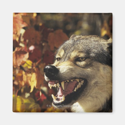 Wolf (Canis lupus), Schnauze, mit Kopf Magnet (Vorne)