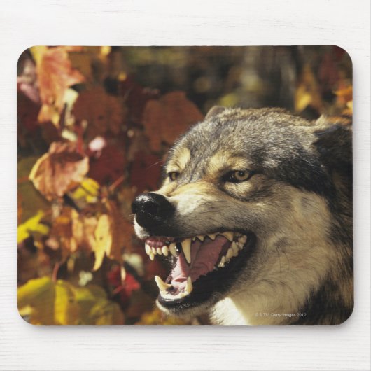 Wolf (Canis lupus), Schnauze, mit Kopf Mousepad (Vorne)