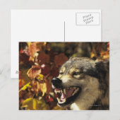 Wolf (Canis lupus), Schnauze, mit Kopf Postkarte (Vorne/Hinten)