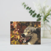 Wolf (Canis lupus), Schnauze, mit Kopf Postkarte (Stehend Vorderseite)