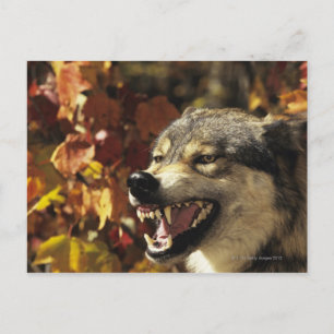 Wolf (Canis lupus), Schnauze, mit Kopf Postkarte