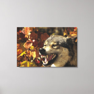 Wolf (Canis Lupus) verwirrend, Headshot, mit Leinwanddruck