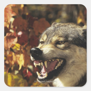 Wolf (Canis Lupus) verwirrend, Headshot, mit Quadratischer Aufkleber