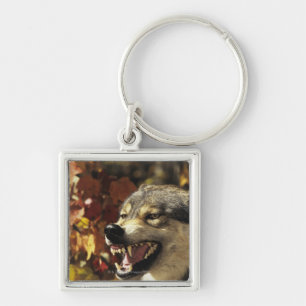 Wolf (Canis Lupus) verwirrend, Headshot, mit Schlüsselanhänger