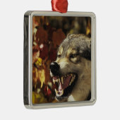Wolf (Canis Lupus) verwirrend, Headshot, mit Silbernes Ornament (Rechts)