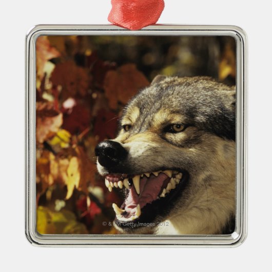 Wolf (Canis Lupus) verwirrend, Headshot, mit Silbernes Ornament (Vorne)